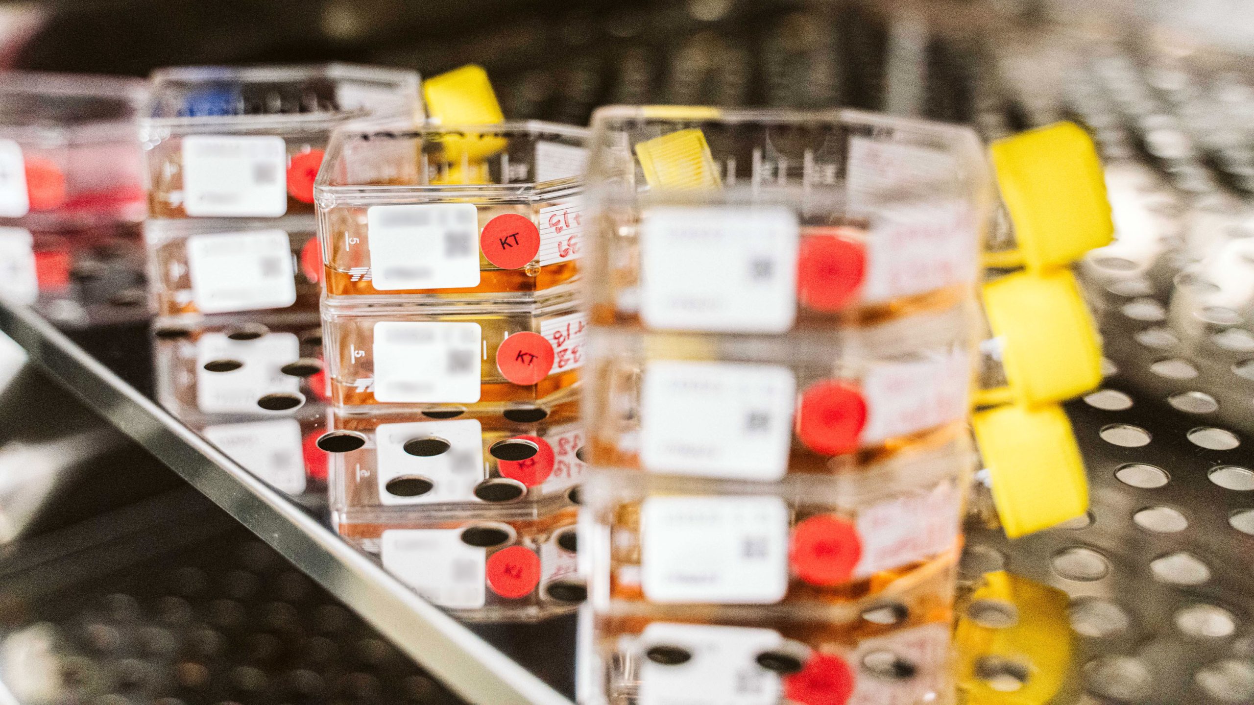 Vials of samples for karyotyping at WiCell.