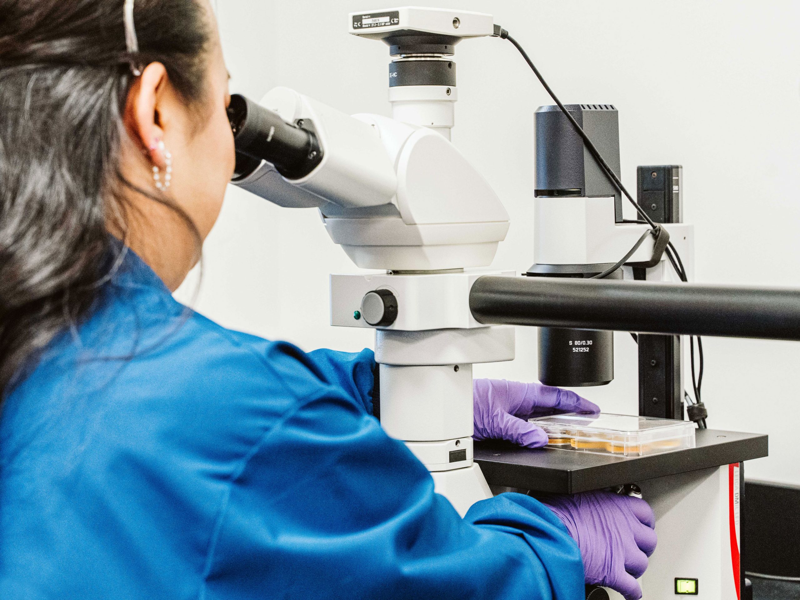 A scientist inspects a container of samples using a microscope.