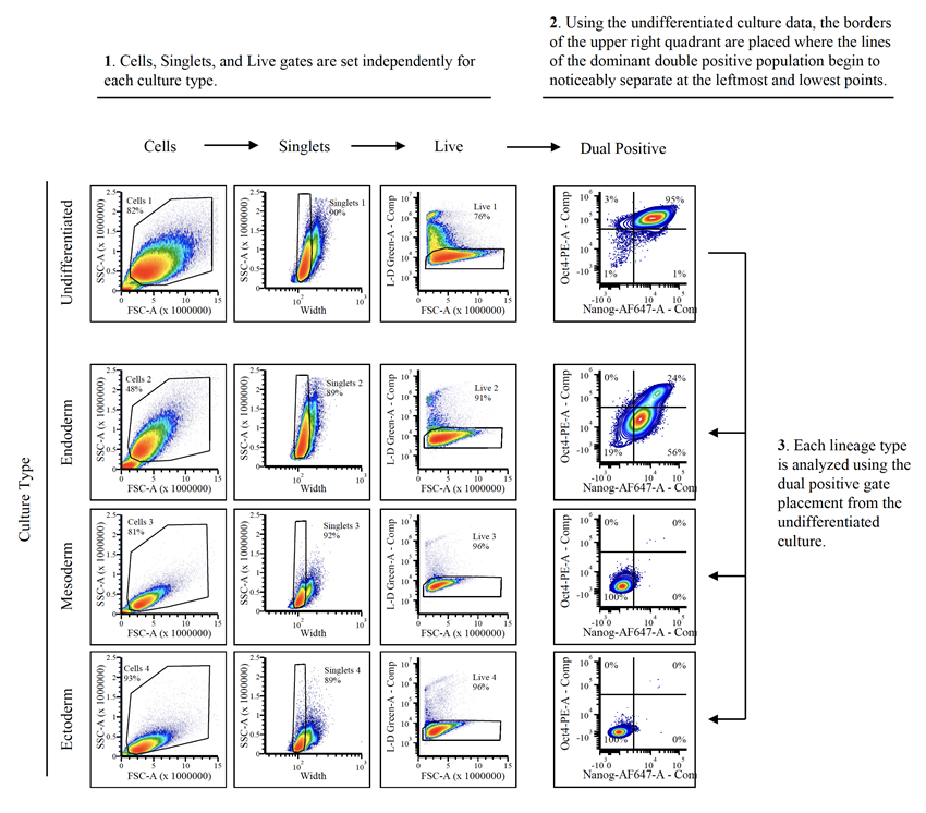 Figure 1. Gating for Undifferentiated Oct 4 and Nanog. Quadrant gates for dual positive population is set using the undifferentiated culture data. Each lineage type is then analyzed using this dual positive gate placement.