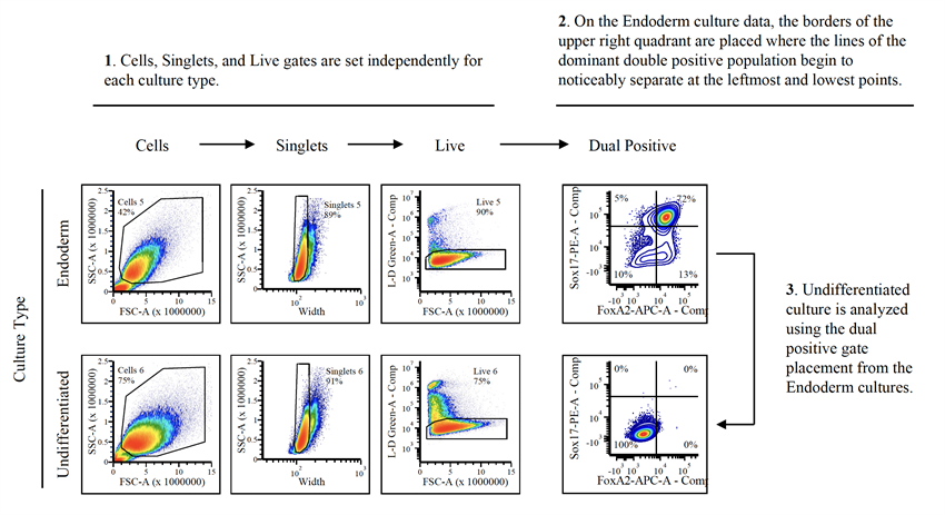 Figure 2. Gating for Endoderm markers Sox17 and FoxA2. Quadrant gates were defined using endoderm culture data to identify the dual-positive population for Sox17 and FoxA2. In this example, 72% of the endoderm culture is dual-positive for Sox17 and FoxA2, while the undifferentiated culture (using the same gate) showed 100% double-negative cells.