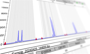 An example of STR electropherogram results
