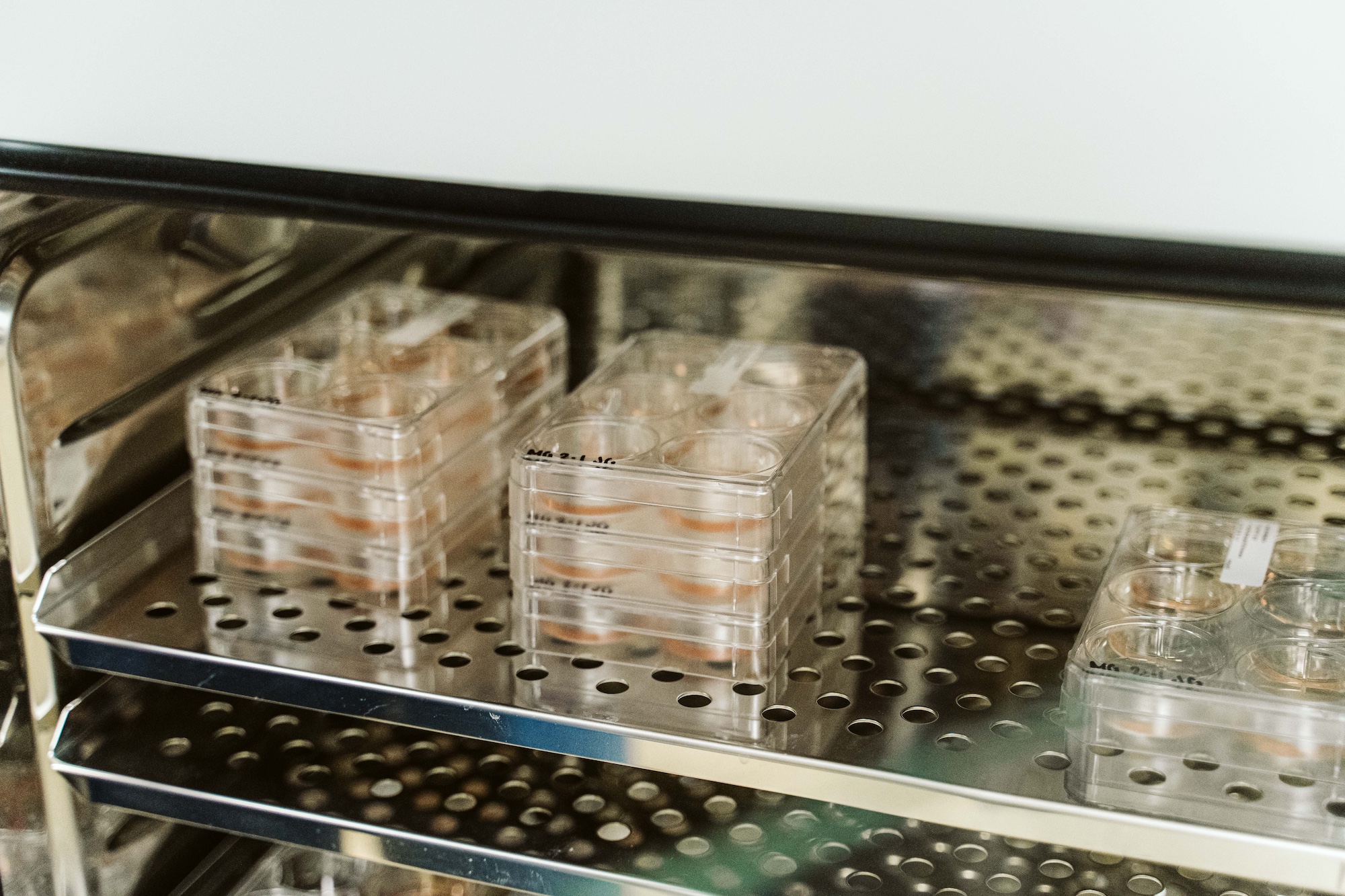 Stacked trays of stem cells on a storage shelf at the WiCell lab