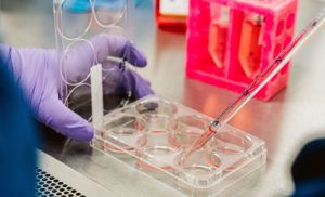 Close up of a WiCell scientist hands adding liquid to a tray with six bowls.