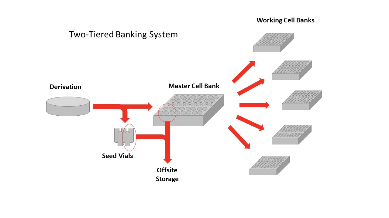 Two-Tiered Banking Strategy