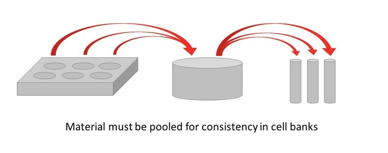 Creating a cell lot