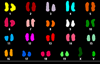 Mouse spectral karyotype